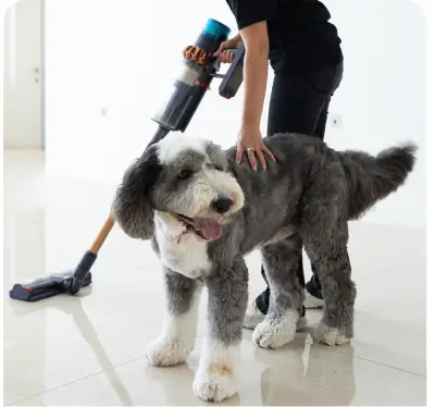 ABSOLUTE-DOMESTICS-home-s8-img2-v3
